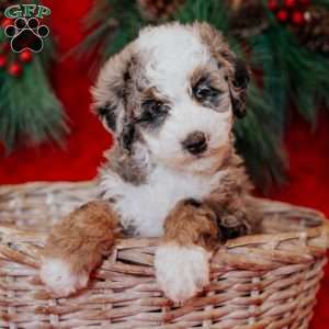 Brenda, Mini Bernedoodle Puppy